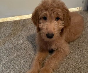 Goldendoodle Puppy for sale in COLUMBUS, OH, USA