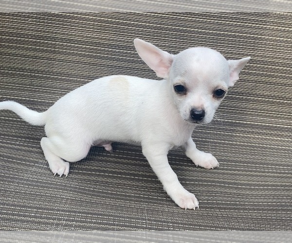 Medium Photo #1 Chihuahua Puppy For Sale in LEBANON, NJ, USA