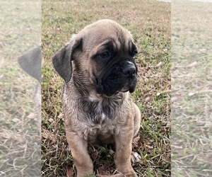 Cane Corso Puppy for Sale in FLORENCE, South Carolina USA