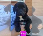 Small #2 Labrador Retriever Mix