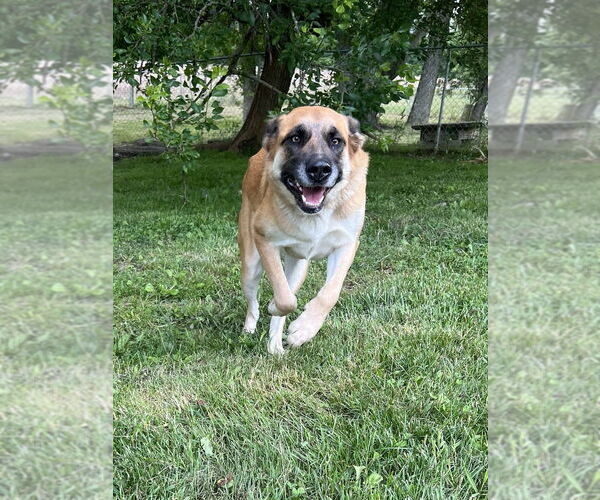 Medium Photo #4 German Shepherd Dog-Unknown Mix Puppy For Sale in Osgood, IN, USA