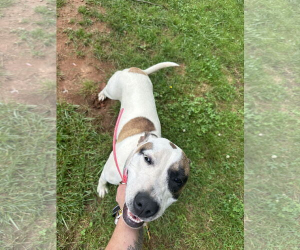 Medium Photo #3 American Staffordshire Terrier Puppy For Sale in Roaring River, NC, USA