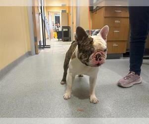French Bulldog Dogs for adoption in Orange, CA, USA