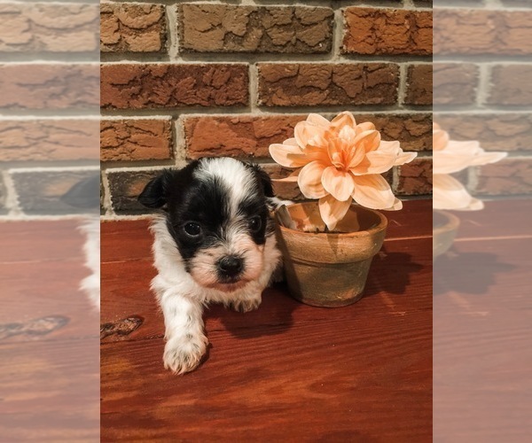 Medium Photo #5 Coton de Tulear Puppy For Sale in FELTON, PA, USA