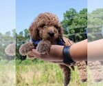 Small Photo #38 Goldendoodle Puppy For Sale in TIMBERLAKE, NC, USA