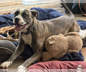 American Bulldog-American Staffordshire Terrier Mix Dogs for adoption in Decatur, GA, USA