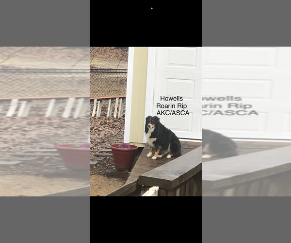 Medium Photo #1 Australian Shepherd Puppy For Sale in LOGANVILLE, GA, USA