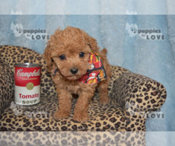 Medium Photo #5 Poodle (Toy) Puppy For Sale in SANGER, TX, USA