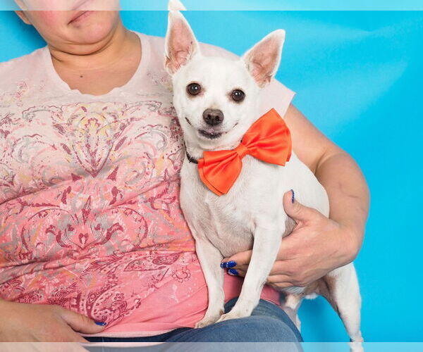 Medium Photo #3 Chihuahua-Unknown Mix Puppy For Sale in phoenix, AZ, USA