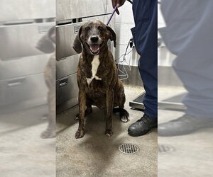 Plott Hound Dogs for adoption in Forestville, MD, USA