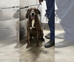 CLEMENT - Male Plott Hound Dog for Adoption - Small photo
