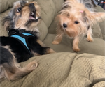 Small Photo #1 Yorkshire Terrier Puppy For Sale in CORRY, PA, USA