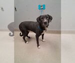 Small Mastiff Mix