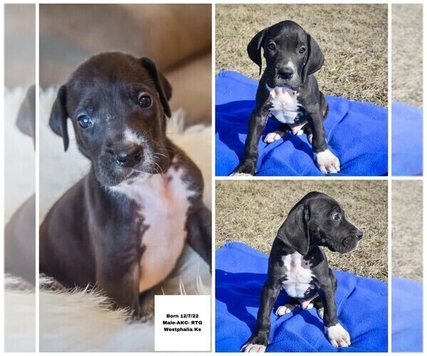 Medium Photo #3 Great Dane Puppy For Sale in WESTPHALIA, KS, USA