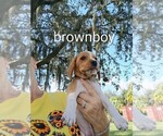 Small #11 Beagle