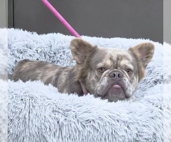 Medium Photo #8 French Bulldog Puppy For Sale in Chino Hills, CA, USA