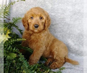 Medium Goldendoodle