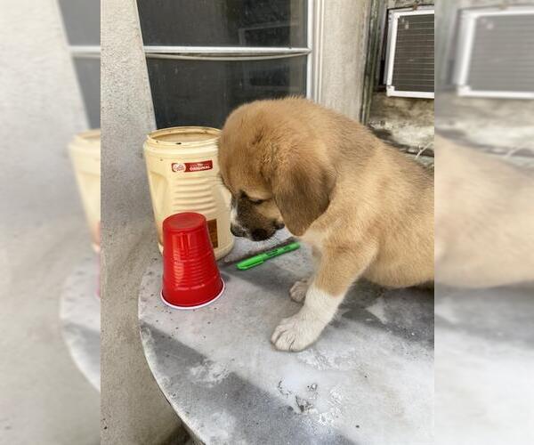 Medium Photo #1 German Shepherd Dog Puppy For Sale in San Antonio, TX, USA