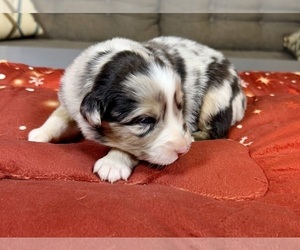 Medium Australian Shepherd