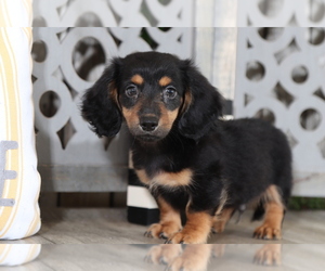 Dachshund Puppy for sale in MOUNT VERNON, OH, USA