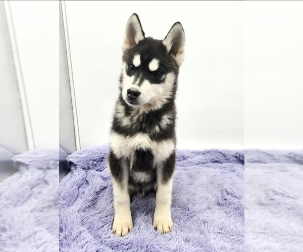 Medium Photo #2 Siberian Husky Puppy For Sale in SANDY HOOK, KY, USA