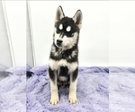 Small #1 Siberian Husky