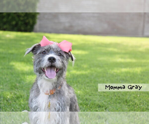 Medium Photo #6 Mutt Puppy For Sale in Sandy, UT, USA