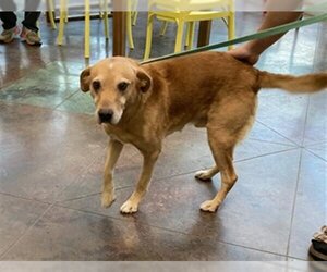 Golden Retriever Dogs for adoption in Lacombe, LA, USA