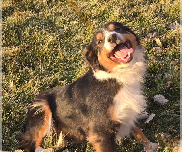 Medium Photo #1 Australian Shepherd-Unknown Mix Puppy For Sale in Salt Lake City, UT, USA