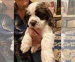 Small Photo #8 Cocker Spaniel Puppy For Sale in NEWARK, OH, USA