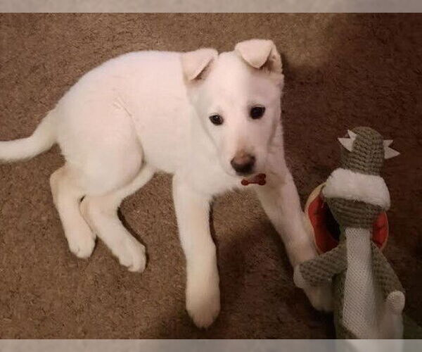 Medium Photo #4 Labrador Retriever-Unknown Mix Puppy For Sale in Andover, MN, USA