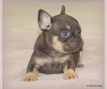Small #6 French Bulldog