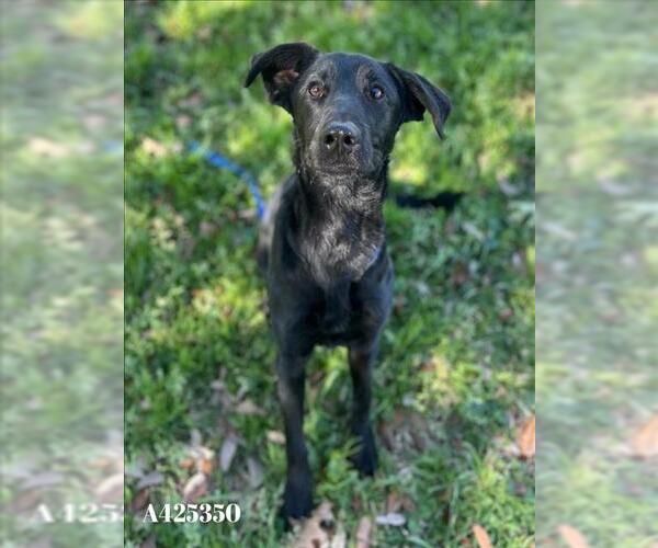 Medium Photo #1 Labrador Retriever-Unknown Mix Puppy For Sale in Conroe, TX, USA