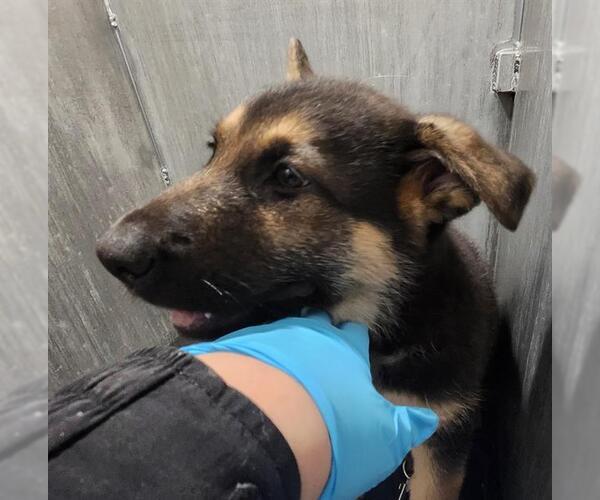 Medium Photo #1 German Shepherd Dog-Unknown Mix Puppy For Sale in San Antonio, TX, USA