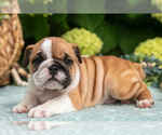 Small Photo #20 English Bulldog Puppy For Sale in MILLERSBURG, OH, USA