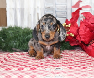Dachshund Puppy for sale in SHILOH, OH, USA