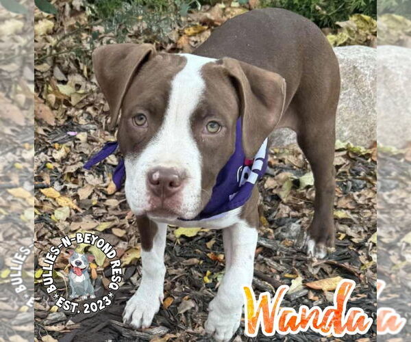 Medium Photo #6 Staffordshire Bull Terrier Puppy For Sale in Omaha, NE, USA