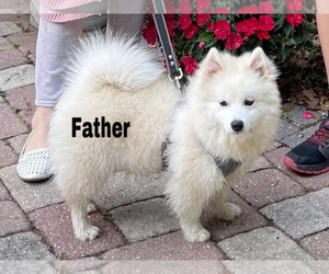 Father of the Pomsky-Siberian Husky Mix puppies born on 08/12/2022