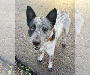 Mutt Dogs for adoption in Petaluma, CA, USA