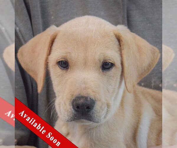 Medium Photo #1 Boxer-Unknown Mix Puppy For Sale in Huntley, IL, USA