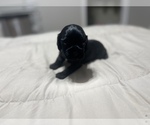 Small Photo #15 Cocker Spaniel Puppy For Sale in GADSDEN, AL, USA