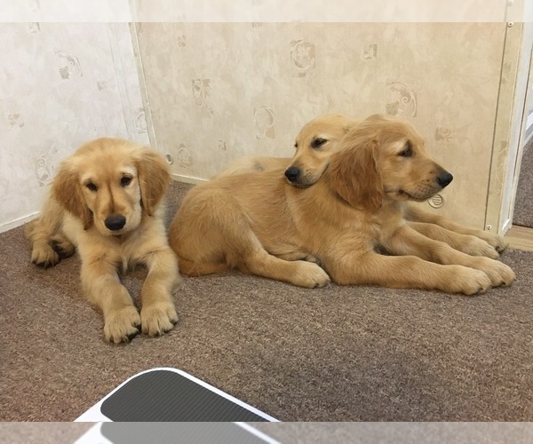 Medium Photo #2 Golden Retriever Puppy For Sale in PARIS, TX, USA