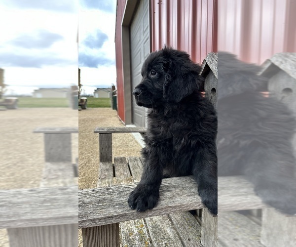 Medium Photo #3 Newfoundland Puppy For Sale in NEW HARTFORD, IA, USA