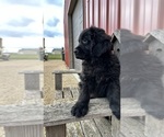 Small Photo #3 Newfoundland Puppy For Sale in NEW HARTFORD, IA, USA