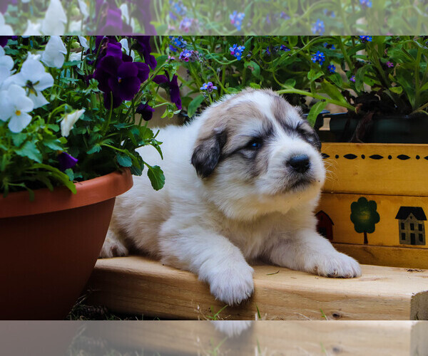 Medium Photo #16 Great Pyrenees Puppy For Sale in TOWNSEND, MA, USA