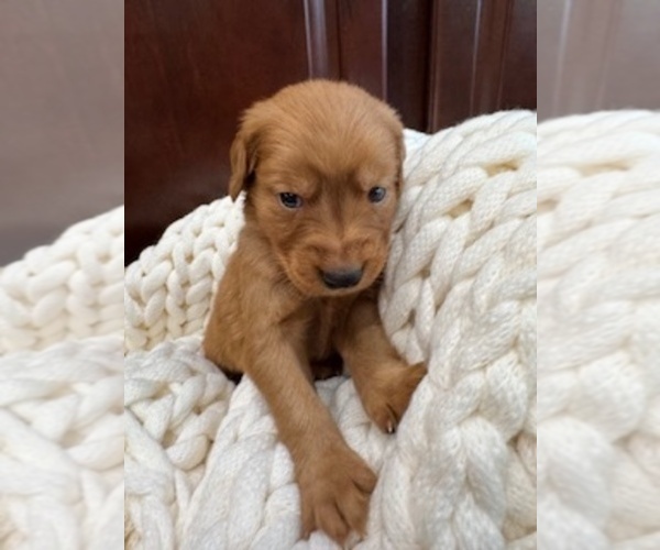 Medium Photo #19 Golden Retriever Puppy For Sale in AUMSVILLE, OR, USA