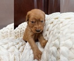 Small #18 Golden Retriever