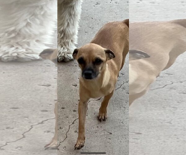 Medium Photo #3 Chihuahua-Unknown Mix Puppy For Sale in La Verne, CA, USA