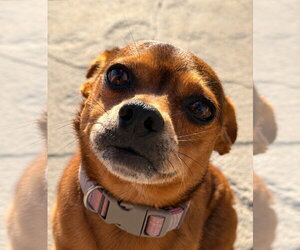 Nugget - Adopt Me! - Female Chihuahua-Unknown Mix Dog for Adoption - Photo #7