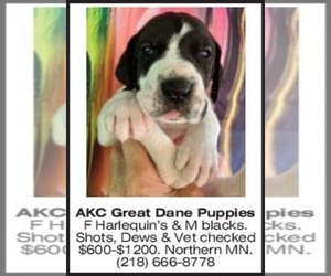 Great Dane Puppy for Sale in ORR, Minnesota USA